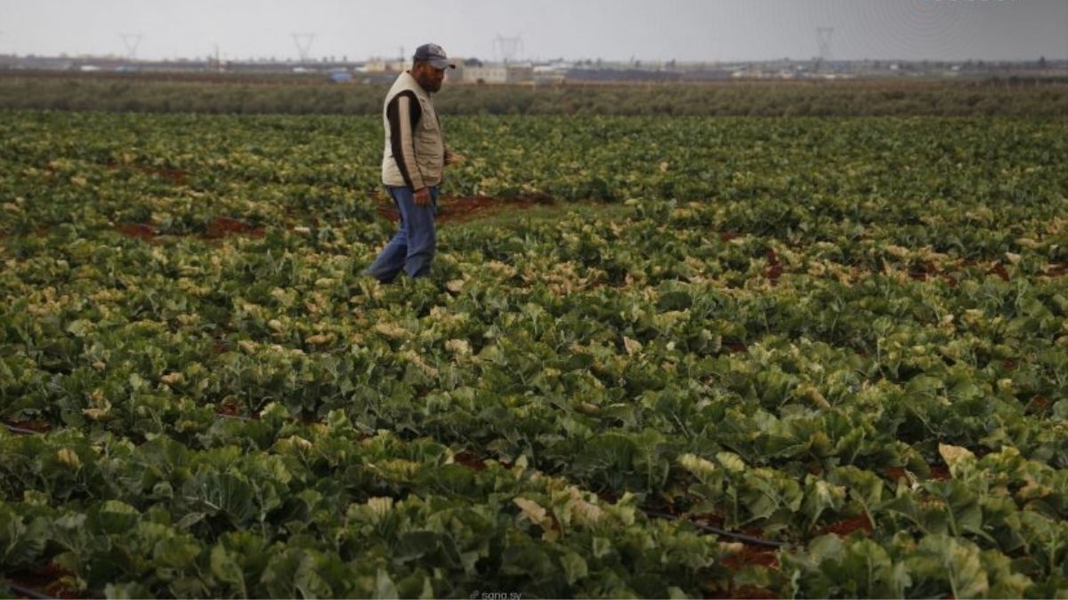 FAO Pledges $5 Million for 17,300 Syrian Farming Families Hit by Drought