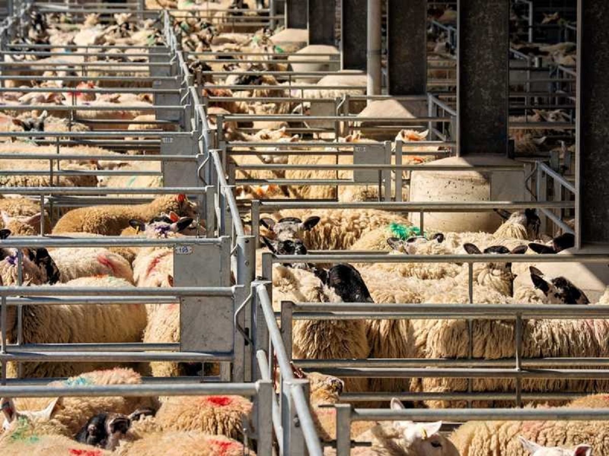 الجمارك السورية تنفي انتشار الحمى القلاعية وتؤكد استمرار تصدير المواشي