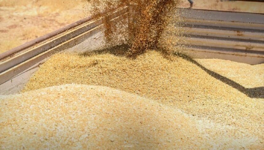 Syria Expands Grain Storage to One Million Tons for 2026 Wheat Harvest